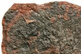 Silurian Fossil Crinoid (Scyphocrinites) Plate - Morocco #148862-2